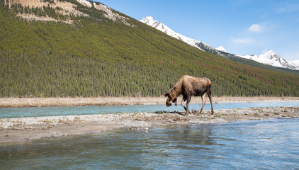 Moose in the spring