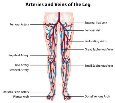 Arteries and veins of the leg