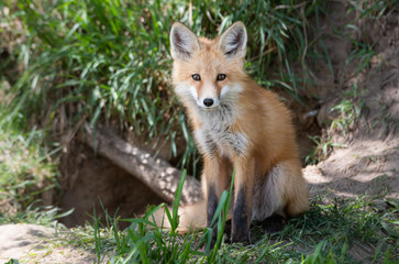 Red fox kits in the wild