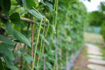 An organic garden with long bean plants growing as a wall with ripe beans hanging down.