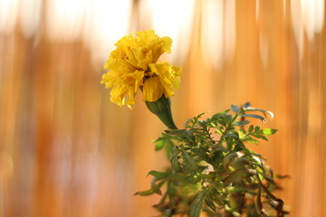 Yellow marigold plant blooming with green foliage against sunny backdrop