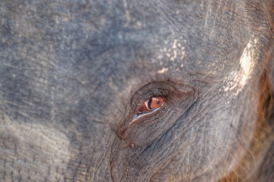 A close up picture of an Asian elephant's eye with rough thick skin.
