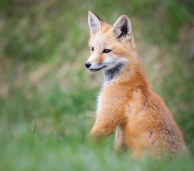 Red fox kits in the wild