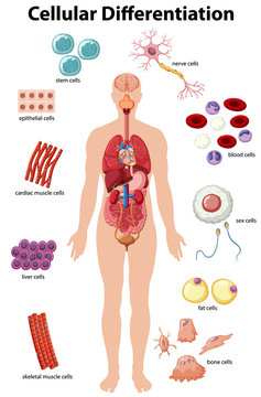 Information poster of cellular differentiation