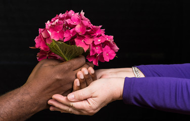 Hydrangea given from African American male hands to white female hands on black background.  Diversity,  Mothers Day, Love  or Valentines Day concept