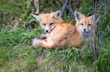 Red fox kits in the wild