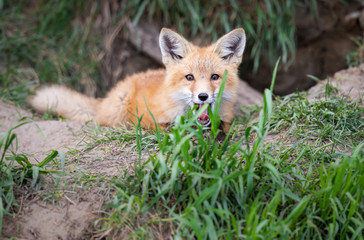 Red fox kits in the wild