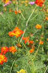 草むらのコスモス 