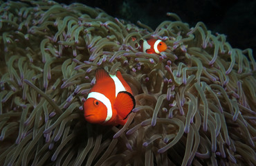 Naklejka na ściany i meble Pair of False clown anemonefish in anemone Cebu Philippines