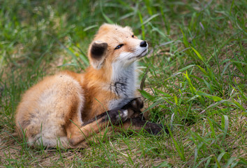 Red fox kits in the wild