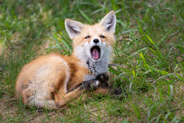 Naklejka na ściany i meble Red fox kits in the wild