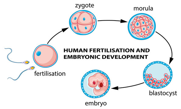 Human fertilization and embryo development