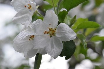 White Flower