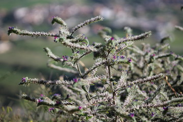 close up of lavender flowers
