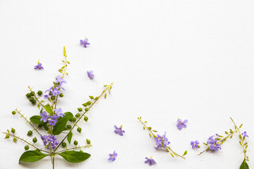 little purple flowers and leaf arrangement flat lay postcard style on background white wooden
