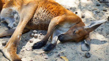 Kangaroo sleeping in Western Australia