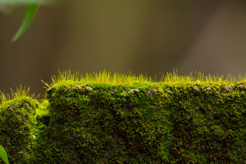 Fototapeta premium grass