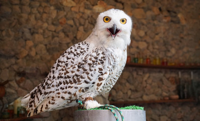 Close uo white and black owl. 