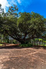 Fototapeta na wymiar Old big fig tree (Ficus Insipida) on public park in Brazil