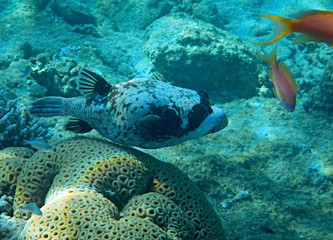Masked puffer, scientific name is Arothron diadematus, it belongs to the family Tetraodontidae,  inhabits coral reefs  of the Red Sea, Middle East