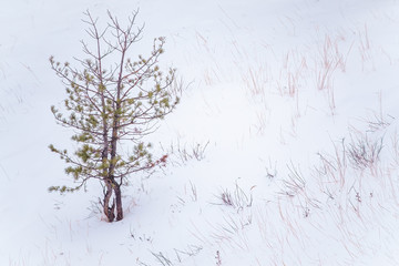 Young pines in the winter forest