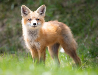 Red fox kit in the wild