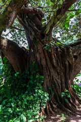 Old big fig tree (Ficus Insipida) on public park in Brazil