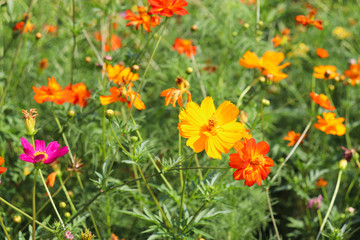 コスモス畑