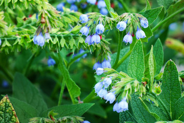 Small blue flower comfrey bell. Symphytum officinale. Medicinal plant. Selective focus