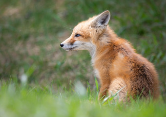 Red fox kit in the wild