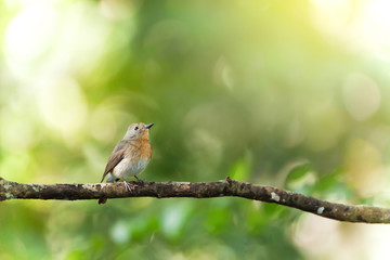 Red-throated Flycatcher is perching on the branch.