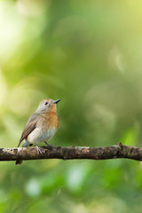 Red-throated Flycatcher is perching on the branch.