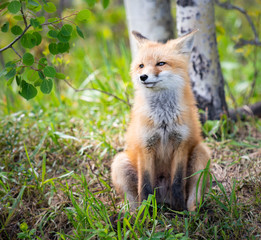 Red fox kit in the wild