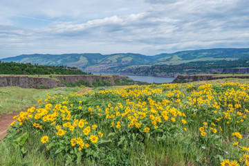 USA, Oregon. Tom McCall Nature Preserve, Rowena Plateau wildflowers.