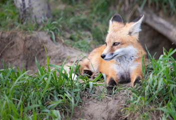 Red fox kit in the wild