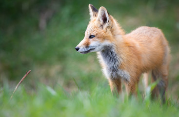 Red fox kit in the wild