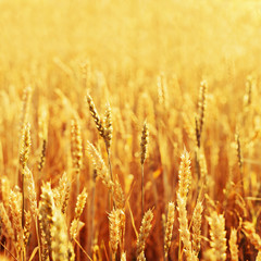 Gold ears of wheat in warm sunlight. Wheat field in sunset light. Harvest time. Selective focus.