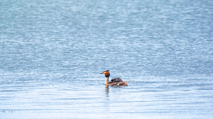 The waterfowl bird Great Crested Grebe swimming in the calm lake