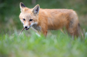 Red fox kit in the wild