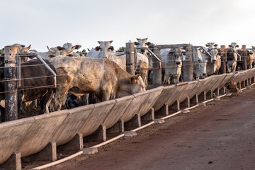 A group of cattle in confinement in Brazil