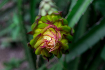 The dragon fruit is blooming in the garden.