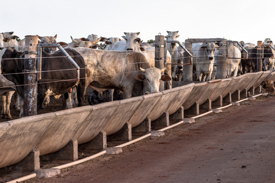 A group of cattle in confinement in Brazil