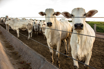 A group of cattle in confinement in Brazil