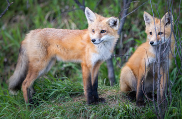 Red fox kit in the wild