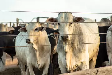 Gardinen A group of cattle in confinement in Brazil © AlfRibeiro