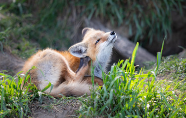 Red fox kit in the wild