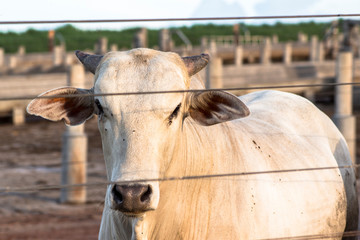 A group of cattle in confinement in Brazil