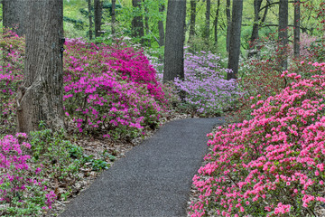 Path and azaleas in bloom, Jenkins Arboretum and Garden, Devon, Pennsylvania. - obrazy, fototapety, plakaty