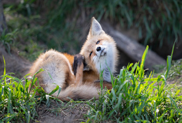 Red fox kit in the wild