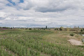 rows of planted flowers in the field